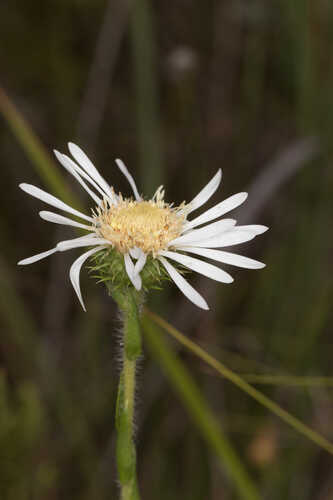 Eurybia eryngiifolia #8